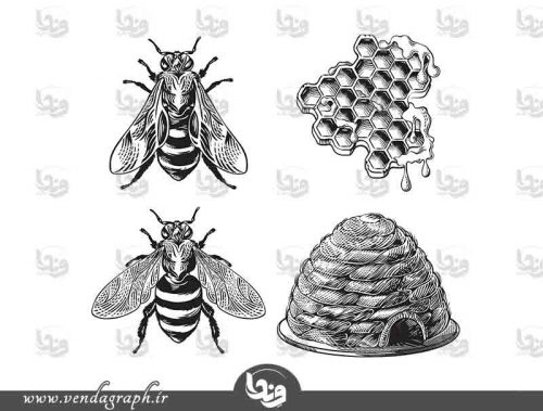 وکتور زنبور و زنبور عسل