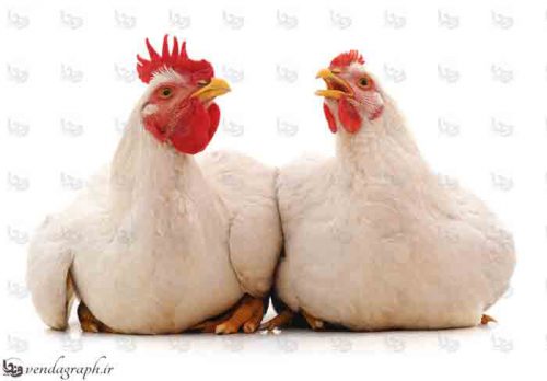 عکس استوک و با کیفیت مرغ