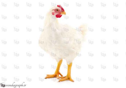 عکس باکیفیت مرغ و خروس
