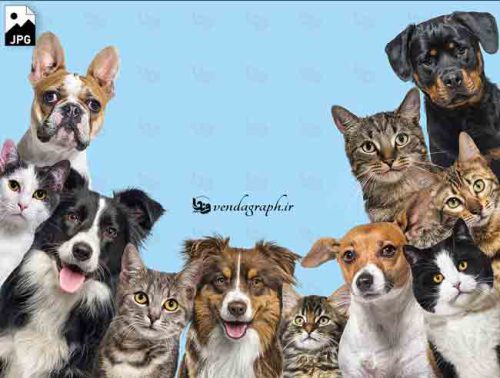 تصویر استوک و باکیفیت انواع نژاد و رنگ گربه و سگ باهمدیگر